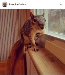 5 of the best animal instagrams