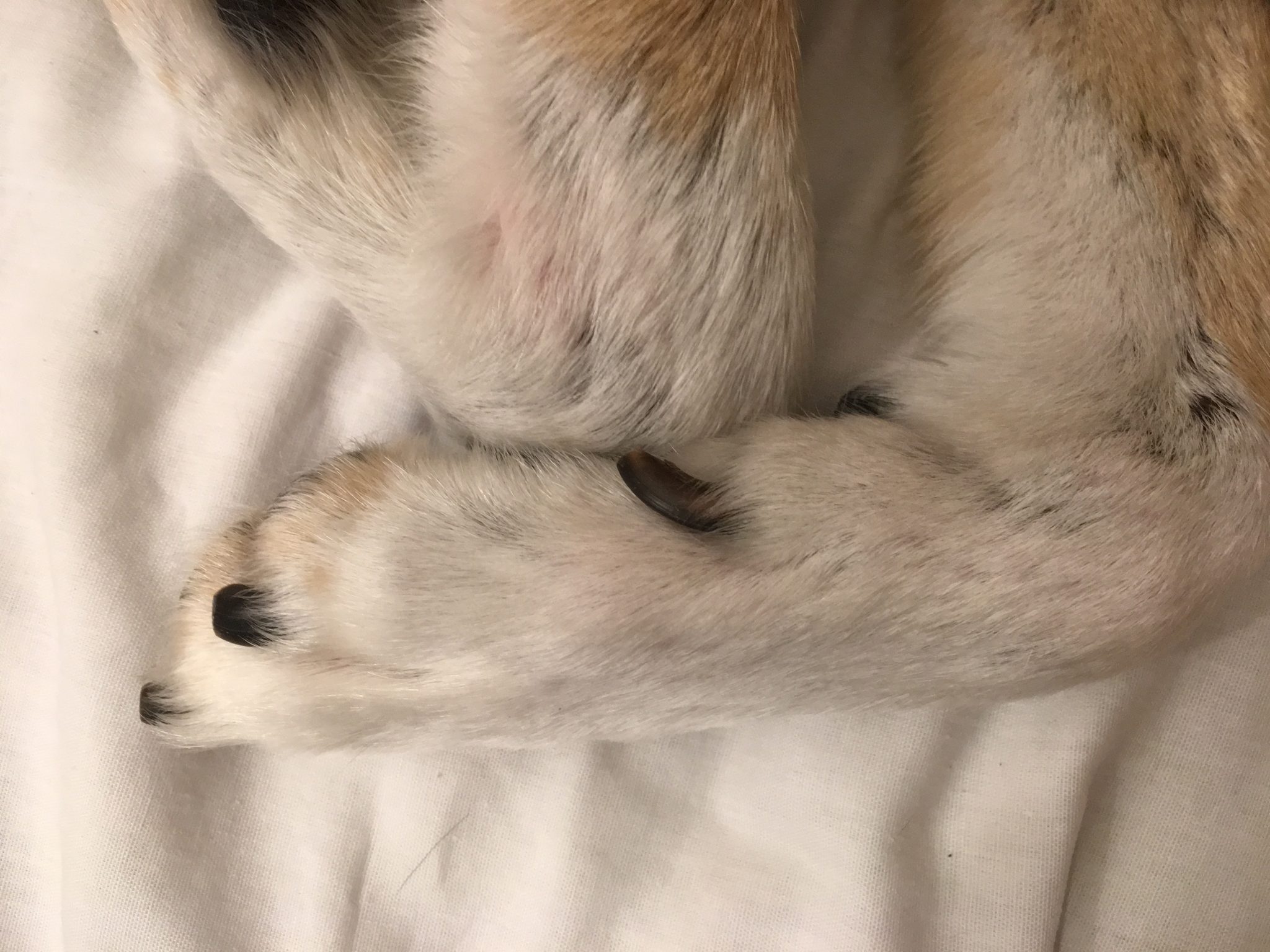 What Do Dew Claws Do? (Are Dew Claws Necessary?)