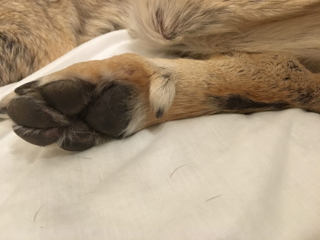 What Do Dew Claws Do? (Are Dew Claws Necessary?)