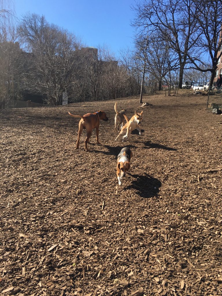 5 Dog Friendly Parks in the NYC Area.