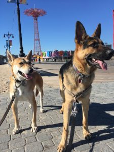 Dog Friendly parks in NYC