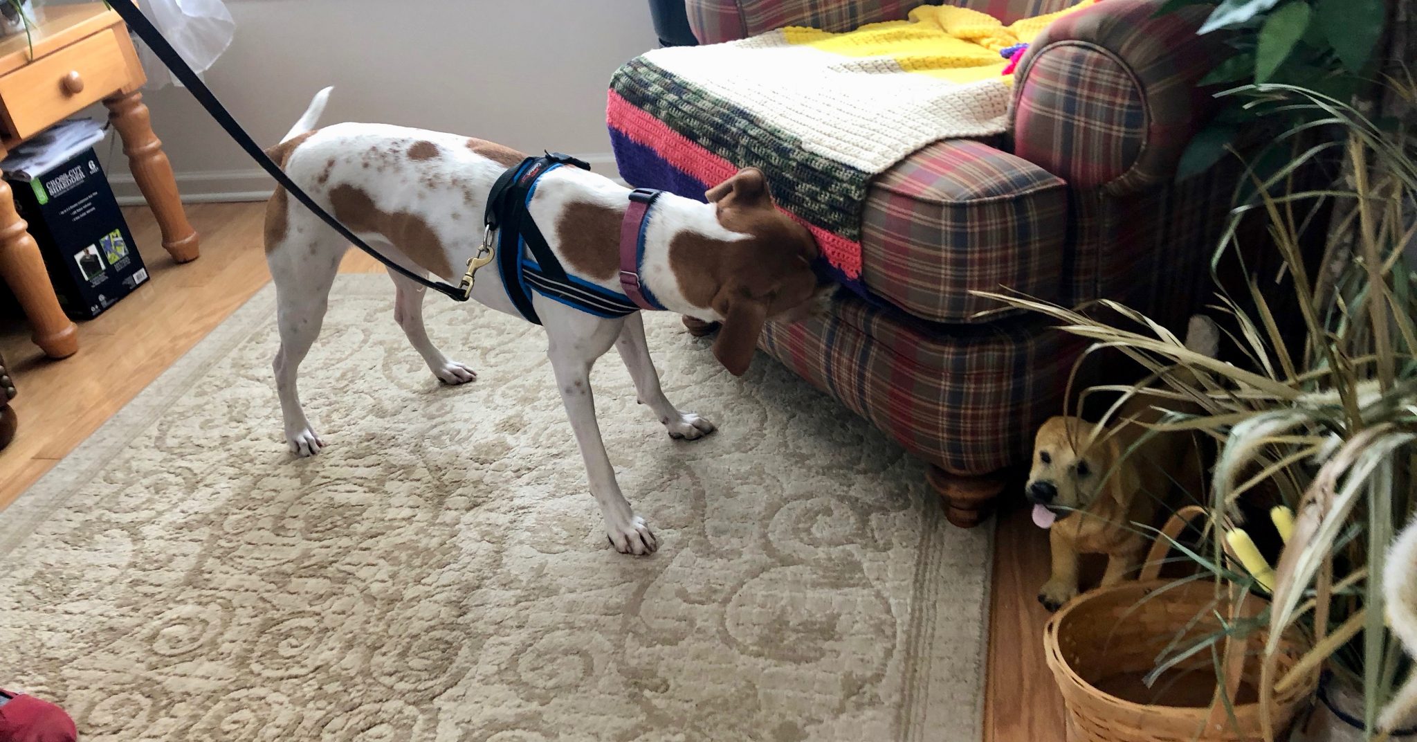 How Nose Work is Beneficial for All Dogs (VIDEO) Wolfie's Place