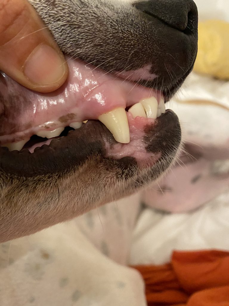 Dog teeth that have been blunted by playing with tennis balls.